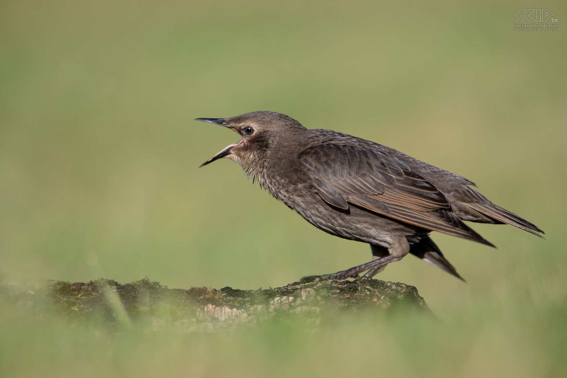 Garden birds - Juvenile common starling Sturnus vulgaris Stefan Cruysberghs